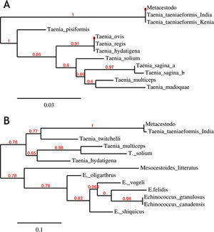 Árboles filogenéticos del metacestodo en estudio para (A) ADNr 28S (Taenia pisiformis: AM503311.1, Taenia hydatigena: AM503305.1, Taenia saginata: AF096224.2, Taenia ovis: AM503310.1, Taenia regis: AM503309.1, Taenia taeniaeformis INDIA: JN020350.1, Taenia taeniaeformis KENIA: AM503314.1, Taenia taeniaeformis INDIA: JN020349.1, Taenia solium: AM503313.1, Taenia multiceps: AM503312.1, Taenia hydatigena: AM503305.1, Taenia madoquae: AM503307.1, Taenia saginata: AM503308.1) y (B) COI (Taenia taeniaeformis: FJ939135.1, Taenia twitchelli: AB731759.1, Echinococcus shiquicus: JF906151.1, Taenia multiceps: HM143884.1, Taenia hydatigena: JQ710605.1, Echinococcus granulosus: HQ231399.1, Mesocestoides litteratus: JF268517.1, Taenia solium: JN084224.1, Echinococcus felidis: EF558356.1, Echinococcus canadensis: AF525457.1, Echinococcus oligarthrus: ECCMTSEQK, Echinococcus vogeli: ECCMTSEQJ.) Los números sobre las ramas indican el valor del bootstrap.