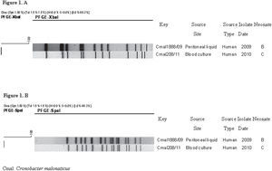 Pulsed-field gel electrophoresis (PFGE) dendrogram of the genetic relationship of the clinical isolates of Cronobacter malonaticus. A) XbaI-PFGE dendrogram. B) SpeI-PFGE dendrogram.