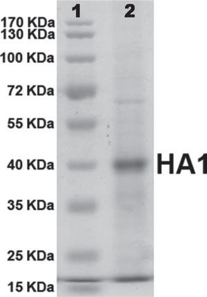 SDS-PAGE analysis of the purified recombinant HA1 protein. Lane 1: molecular weight marker (Fermentas); lane 2: purified recombinant protein by Ni2+ affinity.
