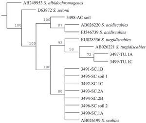 Strict consensus phylogram of Maximum Parsimony Analysis of partial 16S rRNA and ITS sequences from Streptomyces taxa. The tree shows the position of the genomic DNA from soils and tubers, 3,491 to 3,499. There were a total of 136 positions in the final dataset, out of which 106 were parsimony informative. Five optimal trees were obtained; 1,106 steps; consistency index: 96; retention index: 95. The numbers above branches represent the bootstrap values. S. albidochromogenes and S. setonii are outgroups. SC represents the diagnostic band corresponding to S. scabies, AC corresponds to S. acidiscabies, and TU corresponds to S. turgidiscabies.