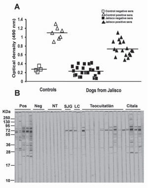 Serology of infected dogs. A) ELISA was performed on control and Jalisco sera. Mean values are indicated by a line. B) Western blot showing the antigens recognized by dog sera from seropositive controls (Pos), seronegative controls (Neg), representative seronegative sera from Teocuitatlán (NT) and seropositive dogs from San José de Gracia (SJG), Lázaro Cárdenas (LC), Teocuitatlán (the fourth sample was ELISA positive but presented a very weak band and was considered discordant) and Cítala, Jalisco.