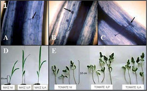 Panel superior: Las flechas detallan el reconocimiento de hifa (A), de vesícula (B) y de arbúsculo (C) de HMA en raíz de raigrás (40X) por tinción de Phillips y Hayman modificada, según se describe en Materiales y métodos. Panel inferior: Crecimiento diferencial asociado a la inoculación en plantas de maíz (D) y de tomate (E). NI: no inoculado; ILA: inóculo proveniente de Lobería agrícola; ILP: inóculo proveniente de Lobería prístino.