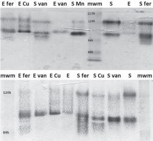 SDS-PAGE of supernatants of induced and non-induced liquid media. mwm: molecular weight marker; fer: ferulic acid; van: vanillic acid; Cu: Copper; Mn: manganese; E: E47 strain; S: strain S.