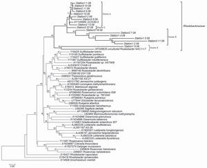 Phylogenetic relationship among sixteen Potter Cove Rhodobacteraceae sequences and a sequence set from Buchan et al., 2005. The tree is based on positions 92 to 1443 of the 16S rRNA gene (E. coli numbering system). The tree was constructed using Mega 4 25 and the Minimun Evolution method. The bar represents Maximum Composite Likelihood evolutionary distances. Bootstrap values of >70% are shown at branch nodes (1000 iterations). S. meliloti (D14509) served as the outgroup.