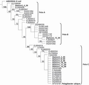 Parsimony phylogenetic tree of Potter Cove Pelagibacter sequences and their closest relatives. E.coli (AB035924) served as the outgroup.