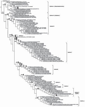 Parsimony phylogenetic tree of Potter Cove Gamma-Proteobacteria sequences and their one hundred twelve closest relatives. Symbol (●) identifies Potter Cove Gamma-Proteobacteria (RDP Classifier confidence threshold of 95%) and symbol (▲) identifies Potter Cove Gamma-Proteobacteria (RDP Classifier confidence threshold of 80%). E.coli (AB035925) served as the outgroup.