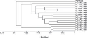 Dendrograma de similitud fenotípica entre 15 cepas de Agrobacterium rubi a partir de los resultados obtenidos en las pruebas bioquímicas y fisiológicas. Se empleó el coeficiente de asociación simple (SM) y el agrupamiento UPGMA.