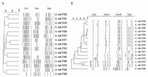 Dendrogramas combinados de similitud genotípica entre 15 cepas de Agrobacterium rubi a partir de los resultados obtenidos por: (A) rep-PCR empleando los cebadores ERIC, BOX y REP; y (B) análisis de los sitios de restricción del gen 23S del ARNr utilizando las enzimas AluI, HpaII, HaeIII y TaqI. En ambos casos, se empleó el coeficiente de asociación simple (SM) y el agrupamiento UPGMA con una tolerancia de banda del 3 %.