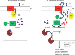 Regulación en X. campestris pv. campestris de la concentración celular de di-GMPc por la molécula señal DSF producida por QS, (A) baja densidad celular, (B) alta densidad celular. A. La quinasa RpfC localizada en la membrana secuestra a la sintasa RpfF, esta unión disminuye su actividad catalítica. En esta condición, RpfG (PDE, defosforilada) es inactiva, por lo tanto, el nivel intracelular del di-GMPc es alto (triángulos violetas) y el di-GMPc une a Clp. B. Una vez que la concentración de la molécula señal DSF (rombos azules) aumenta, RpfC detecta a DSF y se autofosforila. RpfC~P activa a RpfG por fosforilación, esto conduce a la disminución del segundo mensajero di-GMPc, transformándolo en GMP (estrellas rojas). Como consecuencia se activa el regulador transcripcional Clp. RpfG también se une a otras proteínas con dominios GGDEF (DGC). Permiso: American Society of Microbiology, Srivastava y Waters70.