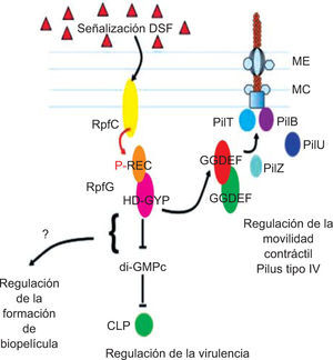 La señalización de DSF regula la movilidad generada por el pilus de X. campestris pv. campestris. Esto ocurre por medio de la formación de un complejo proteico tripartito en el que intervienen RpfG-DGC XC_0249, XC_0420 + proteína XC_2249, que contiene el dominio PilZ. En la interacción intervienen GYP del motivo HD-GYP de RpfG (PDE) y el motivo DxD del dominio GGDEF de las DGC. Permiso: Microbiology, Ryan62.