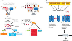 Participación de las moléculas señal producidas por QS y del di-GMPc en la patogenia de V. cholerae. A. En baja densidad de población, la concentración de AI-2 y CA-1 es baja. Las quinasas se encuentran activas y transfieren su grupo fosfato al regulador Lux O. LuxO~P activa la transcripción de los qrr sRNA. Se impide la traducción de HapR, se activa la traducción de la proteína Vac0939 (GGDEF) y se incrementa la concentración intracelular del di-GMPc. La actividad enzimática de cinco DGC aumenta la concentración intracelular del diGMPc, y se activan los reguladores transcripcionales VpsT y VpsR. Si la densidad de población se incrementa, la concentración de AI-2 y CA-1 aumenta y la situación se revierte. En esta condición, la traducción del regulador maestro HapR promueve la activación de PDE y disminuye la concentración celular del di-GMPc. B. Al aumentar la concentración intracelular de diGMPc, se une a VpsT, regulador de los genes de la producción de los EPS, y se promueve la producción de biopelícula. Triángulos rojos: di-GMPc. Permiso: American Society of Microbiology, Srivastava y Waters70.