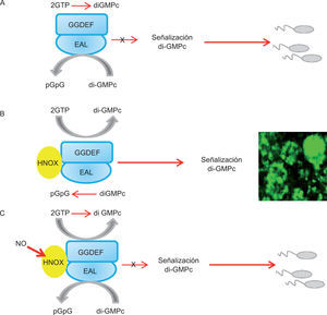 Regulación de la formación de biopelícula por NO en S. woondyi. A. La proteína SwDGC tiene actividad dual (dominios GGDEF y EAL). Como consecuencia de la actividad basal de PDE, la concentración celular del di-GMPc es baja y la célula es móvil. B. En ausencia del NO, SwH-NOX y SwDGC forman un heterodímero, este complejo presenta actividad de PDE basal y alta actividad de DGC, aumenta la concentración celular de di-GMPc y la formación de biopelícula. C. En presencia de NO (80nM), disminuye la actividad de DGC y aumenta la actividad de PDE, por lo tanto, disminuye el di-GMPc y la formación de biopelícula. Permiso: Biochemistry, modificado, de Liu et al.43.