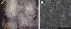 Details of textile structure. A. Image from optical microscopy (X10, Bar= 500μm) and B. image from SEM (X100, Bar= 1mm).