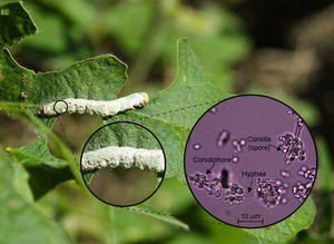 Dead larvae of A. gemmatalis affected by N. rileyi in a soybean plant (Glycine max). Detail of the sporulated mycelia and the typical conidiophore structures found under microscopic analysis (1000×). The image of dead A. gemmatalis larvae was obtained using a Nikon D3000 digital SLR camera whereas the microphotograph was obtained in our laboratories, using a Leica DM750 microscope and its incorporated ICC50 digital microscope camera (Leica Microsystems).