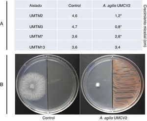 Efecto de los COV emitidos por A. agilis UMCV2 sobre el crecimiento de aislados UMTM. El panel A muestra los valores promedio del crecimiento micelial en los organismos expuestos a los COV. El panel B muestra el crecimiento del aislado UMTM3 bajo el sistema de cajas de Petri en compartimentos separados. Los resultados se analizaron mediante la prueba t de Student (p<0,05; n=4), el asterisco indica una diferencia estadística entre tratamientos.