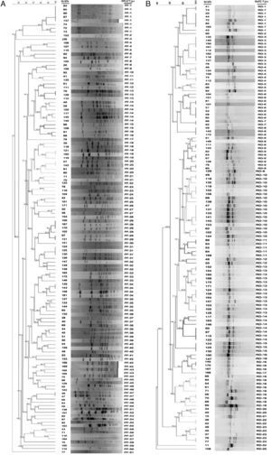 Dendrogram of pulsed-field gel electrophoresis (PFGE) (A) and random amplified polymorphic DNA (RAPD) (B) profiles of 137 Streptococcus uberis subclinical mastitis isolates collected from 35 dairy herds. Isolate code and PFGE type (A) and RAPD type (B) of each strain are also represented in the dendrogram. The dendrogram was produced by using Dice coefficients and an unweighted pair group method using arithmetic averages (UPGMA).