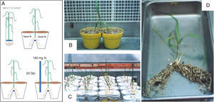 Scheme representing the system used for the split root experiments (A). After G. diazotrophicus inoculation, the root of each plant was divided and placed in 2 pots. At 20dpi half of the plants were supplemented with high doses of NH4NO3 on one side of the system. Images from plants in the split root experiment (B), in the greenhouse (C) and one plant at 35dpi before the bacterial count (D).