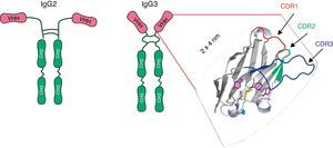 Schematic representation of the heavy chains antibodies present in sera of the camelids: IgG2 and IgG3. Each heavy chain comprises a VHH, a hinge region and two constant domains. The VHH domain includes three Complementary Determining Regions (CDRs) which are depicted as colored loops: CDR1 red, CDR2 green and CDR3 blue. Adapted from Garaicochea L, Vega CG, Parreño V. VHH technology: A potential passive immune therapy to control Rotavirus infections in human infants. In Zeni CD, editor. Rotavirus Infections: Epidemology, clinical characteristics and treatment options. 1st edition. New York, Nova Publishers, 2014, p122. Copyright © 2014 by Nova Science Publishers, Inc.
