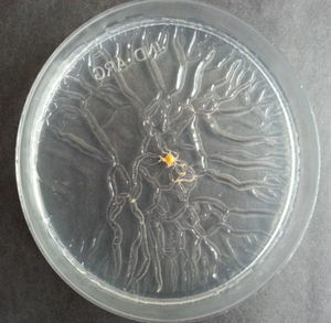 Observación macroscópica del crecimiento de M. chubuense en medio Middlebrook con 0,3% de agar, luego de 15 días de incubación a 30°C. Tamaño natural.