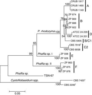 Neighbor joining phylogenetic tree of Phaffia, based on internal transcribed spacer sequences. Bootstrap values (1000 replicates) and lineages are indicated. The tree is drawn to scale, with branch lengths measured in the number of substitutions per site. The percentage of trees in which the associated taxa clustered together is shown next to the branches. The outgroup is constituted by Cystofilobasidium capitatum (CBS 7420) and Cystofilobasidium macerans (CBS 2206).