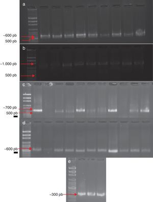 Productos de PCR para la identificación de Fusarium spp. Marcador de peso molecular de 100-3.000 pb. a) F. proliferatum. b) F. verticillioides. c) F. solani. d) F. oxysporum. e) F. acuminatum.