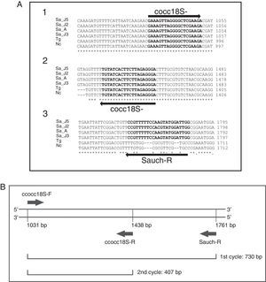 S. aucheniae seminested PCR design. (A) ClustalW alignments of 18S rRNA gene partial sequences of S. aucheniae isolates from Argentina (Sa_J2, Sa_J3, Sa_J5) and Australia (Sa_A), and the corresponding sequences of Neospora caninum (Nc) and Toxoplasma gondii (Tg) (GenBank accession numbers: KF383266, KF383267, KF383268, AF017123, U03069 and U03070, respectively). Hybridization regions of primers cocc18S-F, cocc18S-R and Sauch-R are shown in bold. Nucleotide positions are shown to the right. Note that primer Sauch-R hybridizes with a sequence region that is not conserved in N. caninum or T. gondii. (B) General scheme of the seminested PCR.