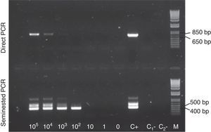 Sensitivity of S. aucheniae seminested PCR. Aliquots of blood from a S. aucheniae-negative llama were spiked with serial dilutions of a bradyzoite suspension, resulting in final parasitemias of 0 to 105 bradyzoites/ml. DNA was separately extracted from each aliquot and amplified by seminested PCR. The figure shows an ethidium bromide-stained agarose gel where the products of the first (direct PCR) and second (seminested PCR) amplification rounds were observed under UV light. C+: positive control where DNA extracted from a S. aucheniae macrocyst was used as template. C1− and C2−: negative controls of the first and second rounds, respectively. M: 1kb Plus DNA marker. A ∼400bp band can be observed in the second round of amplification until a parasitemia of 102 bradyzoites/ml blood.