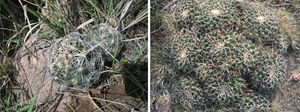 Coryphantha radians (izquierda) y Mammillaria magnimamma (derecha) fuente de los aislados bacterianos de este estudio.