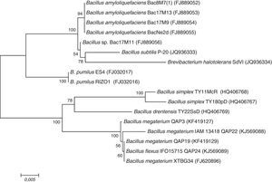Árbol filogenético construido con las secuencias del gen 16S ARNr de los aislados bacterianos de este estudio y de cepas de Bacillus reportadas como promotoras del crecimiento vegetal.