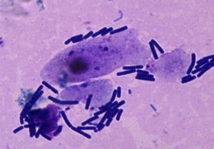 Adhesion of Lactobacillus acidophilus ATCC 314 to ovine vaginal epithelial cells suspended in synthetic vaginal fluid (SVF).