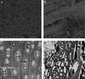 Microscopy of deteriorated wood samples. Panel A: scanning electron microscopy (SEM) images of ultra slim cut of dark area observed in RX and CT, dense presence of hyphae. Panel B: SEM image of ultra slim cut of gray zone where microstructure loss and the presence of spores are observed. Panel C: Optical microscopy (OM) images of the dark area observed in RX and CT: altered wood appeared compartmentalized by dark secretions deposited in axial/radial parenchyma and in vessel and cell lumina. Panel D: OM images where generalized cell wall erosion is evident (arrowheads holes in vessel elements and erosion of wood cell walls are observed.