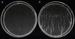 Plántulas de Arabidopsis thaliana ecotipo Col-0 de 13 días crecidas en placas con Hoagland agarizado (1% sacarosa) sin kanamicina. a) Sin inocular. b) Inoculadas con 5μl de una suspensión celular (1×106UFC/semilla) de A. brasilense Az39 marcado con GFP, aplicada en forma de punto a los 6 días. Imagen capturada con cámara Sony Cyber-shot bajo luz UV.
