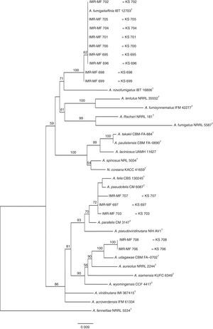 Taxonomic position of the strains of Aspergillus section Fumigati isolated from Argentinian soils based on partial Calmodulin gene phylogeny. Phylogenetic tree inferred from maximum likelihood analysis. Only bootstrap values ≥50% are shown.