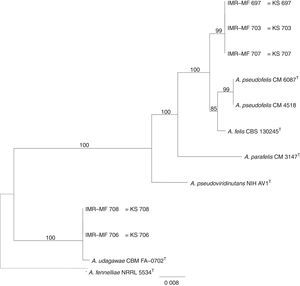 Taxonomic position of the isolates related to Aspergillus udagawae and Aspergillus felis based on partial β-tubulin gene phylogeny. Phylogenetic tree inferred from Maximum Likelihood analysis. Only bootstrap values ≥50% are shown.