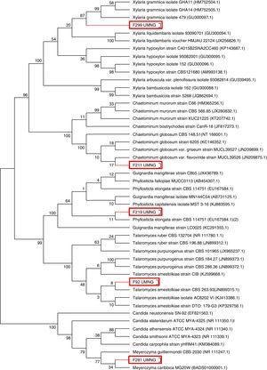 Dendrogram showing the phylogenetic relationship of fungal endophytes based on the ITS region. Phylogenies were inferred using the neighbor-joining analysis and trees generated in MEGA 6.0 software. Numbers at branch points indicate bootstrap values. The scale bars represent the estimated difference in nucleotide sequence. Red rectangles indicate the endophytes isolated in this work.