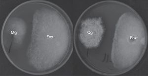 Inhibition of F. oxysporum G1 (Fox) caused by C. globosum F211_UMNG (Cg) and Meyerozima sp. (Mg) in PDA media in dual cultures at 6 days post inoculation.