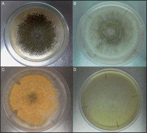 Morphological characteristics of colonies from Aspergillus section Flavi strains in control Czapek Dox medium (CZ) (A), Czapek Dox medium without sucrose and supplied with glyphosate as the only carbon source CZC (B), Czapek Dox medium without K2HPO4 or NaNO3 and supplied with glyphosate as the only phosphorus CZP (C) and nitrogen source CZN (D), at 10 days of incubation.