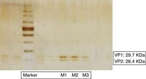 12.5% Polyacrylamide gel of the three samples separated electrophoretically stained with Pierce® Silver Stain Kit. Viral proteins VP1 (29.7kDa) and VP2 (28.4kDa) were indicated. Marker: Color Plus Protein Ladder Prestained (New England BioLabs).
