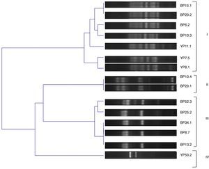 Dendrogram obtained from BOX-PCR profiles using BOXAR1 oligonucleotide of bacteria isolated from nodules of leguminous plants.