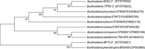 Phylogenetic tree based on nodC gene sequences, which shows Burkholderia species associated with leguminous plants.