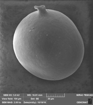 Scanning electron micrograph of A. colombiana.