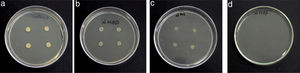 Growth of Rhodococcus sp. A5wh at different concentrations of Li (a, control; b, 0.5M; c, 1M and d, 1.5M).