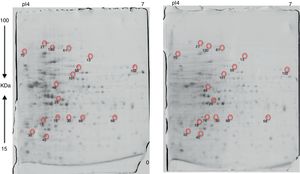 2DE images of Rhodococcus sp. A5wh, proteins expressed during growth in the absence of Li (left), and in the presence of Li (right), the numbers indicate the spots identified by MALDI-TOF-MS. Gels were stained with Coomassie Blue BioSafe.
