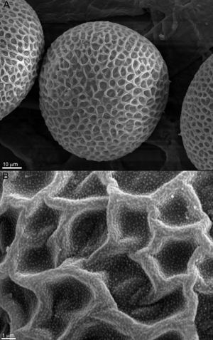 SEM observation of T. canis eggs of the control group, incubated for 14 days. (A) Structure of the shell and shape of the egg preserved without any alterations (1100×). (B) Magnification of the egg shell (8000×).