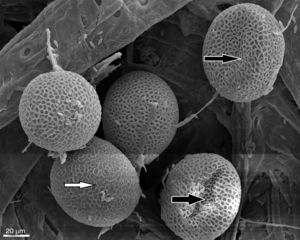 SEM observations of T. canis eggs + C. indicum incubated for 14 days. Egg deformation due to “consumption or utilization” of the embryo (black arrow) and alterations in the shell structure (white arrow) (500×).