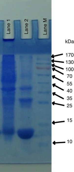 Coomassie brilliant blue-stained SDS-PAGE of partially purified xylanase from P. kudriavzevii. Lane 1, ammonium sulfate precipitated sample; lane 2, eluate after Ultracel YM membranes; lane M, molecular mass protein makers.