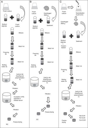 Schematic representation of macrocapsule production from fresh culture to preparation of dried macrocapsules. (A) Reincubated capsules (RC). (B) Concentrated capsules (CC). (C) Capsules with cryoprotectant (Gly12.5X: concentrated capsules 12.5X with glycine; Per12.5X: concentrated capsules 12.5X with whey permeate; Con12.5X: control capsules 12.5X without cryoprotectants).