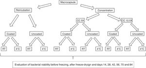 Experimental design for the production and conservation of the capsules in different temperature conditions. RC: reincubated capsules; CC: concentrated capsules. CC5X: concentrated capsules 5X with respect to the initial volume culture; CC12.5X: concentrated capsules 12.5X with respect to the initial volume culture; RT: storage of capsules at room temperature; 4°C: storage of capsules under refrigeration conditions.