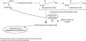 Biosíntesis de ácidos grasos y su relación con la formación de ésteres de etilo.