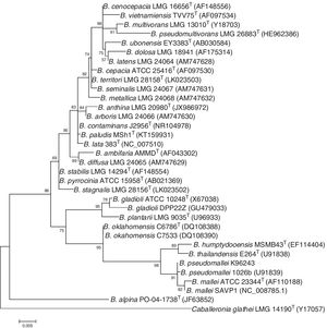 Árbol filogenético basado en la comparación de las secuencias del gen de la subunidad 16S del ARN ribosomal de especies propuestas del género Burkholderia, Caballeronia y Paraburkholderia. El alineamiento de las secuencias se determinó con el programa MUSCLE y el árbol se obtuvo mediante el método de máxima verosimilitud. La barra representa el número de sustituciones esperadas por sitio bajo el modelo GTR + G. Entre paréntesis se indican los números de acceso de las secuencias en la base de datos NCBI.